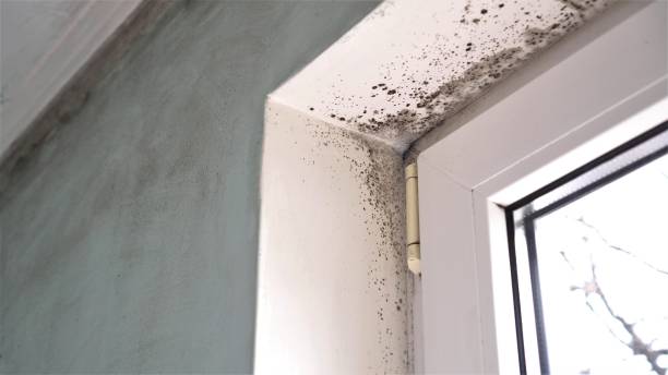 Forensic Mold Investigation in Enigma, GA