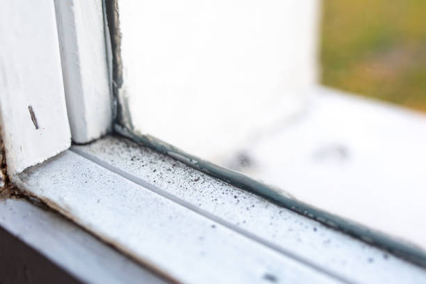 Best Black Mold Removal  in Enigma, GA
