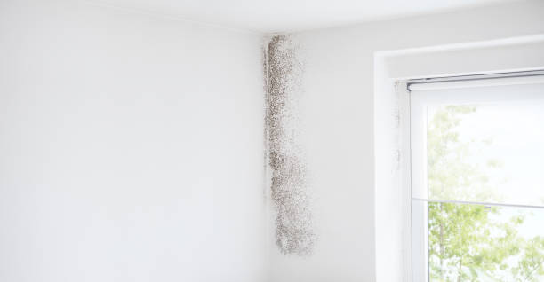 Best Basement Mold Removal  in Enigma, GA