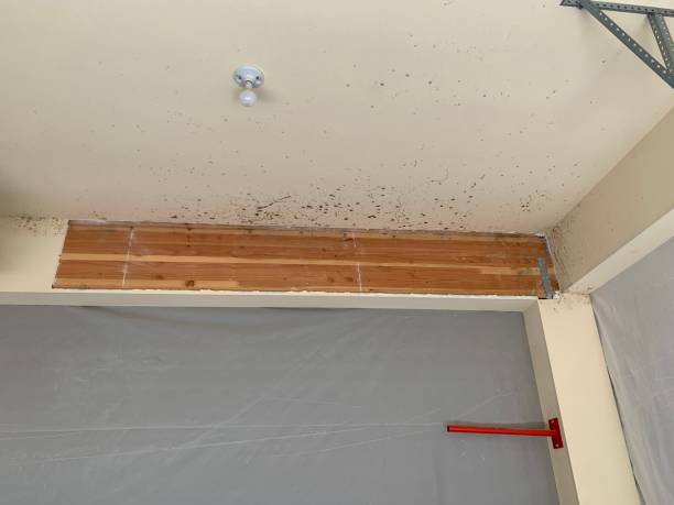 Best Post-Construction Mold Inspection  in Enigma, GA