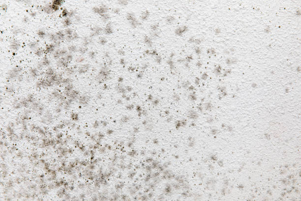 Best Comprehensive Air Testing for Mold Contaminants  in Enigma, GA