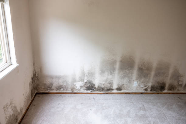 Best Mold Documentation for Insurance Claims  in Enigma, GA